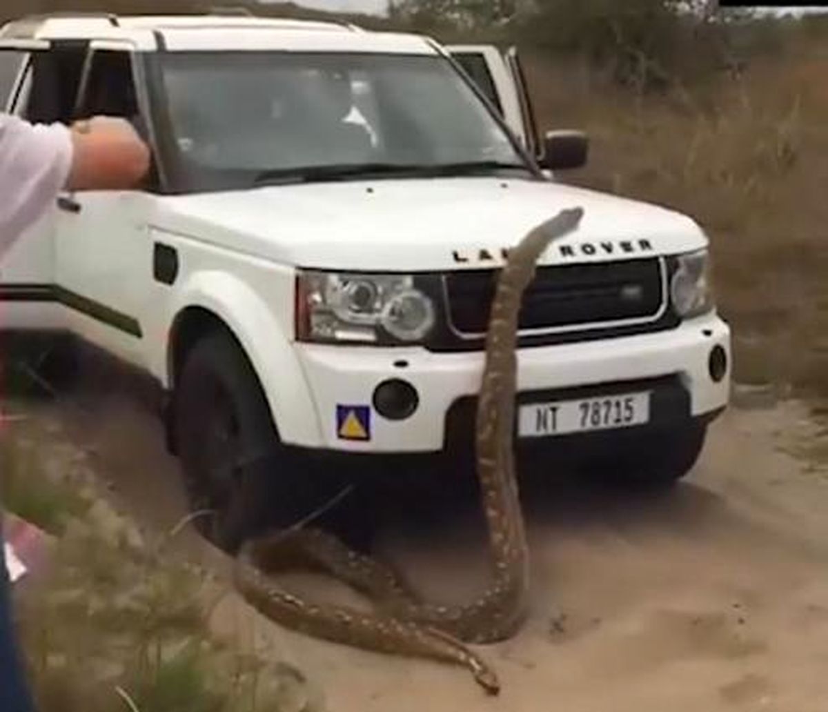 حمله مار وحشی به خودرو توریست‌ها +عکس