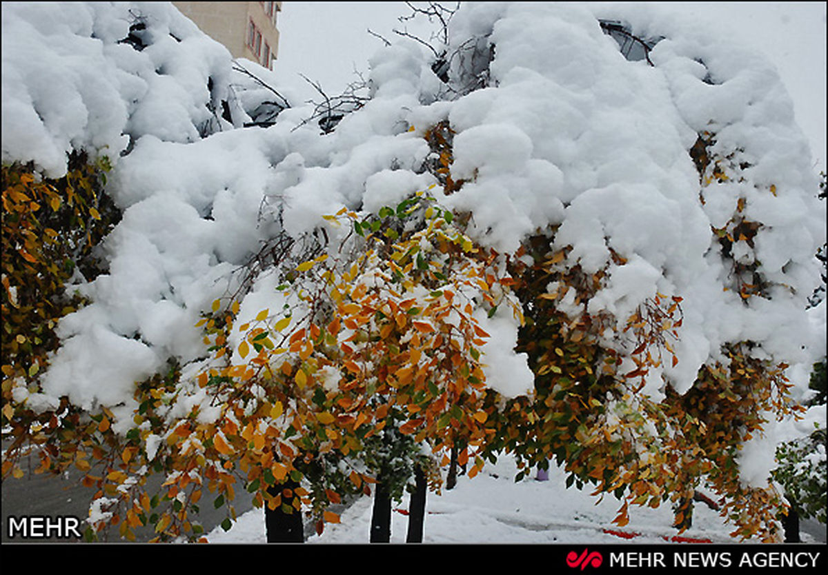 تصاویر‌/بارش برف شدید در اهر