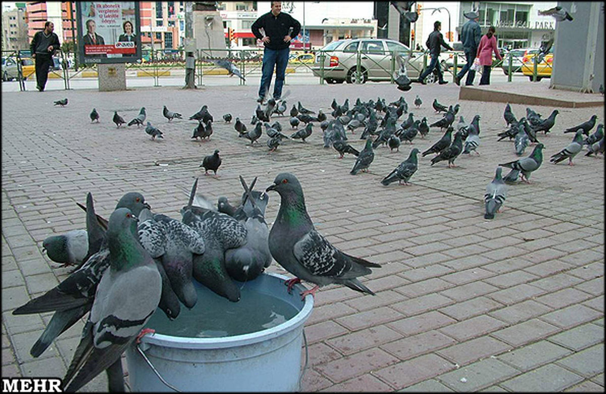 تصویر: تجمع کبوترهای تشنه