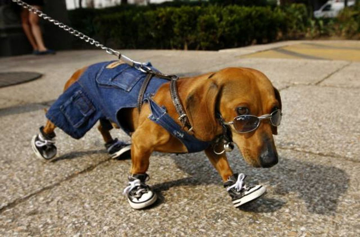 حیوان آزاری مدرن!/عکس