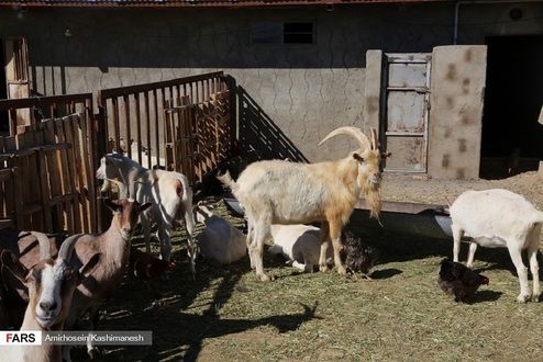 تصاویر: پرورش بز سانن فرانسوی در ایران