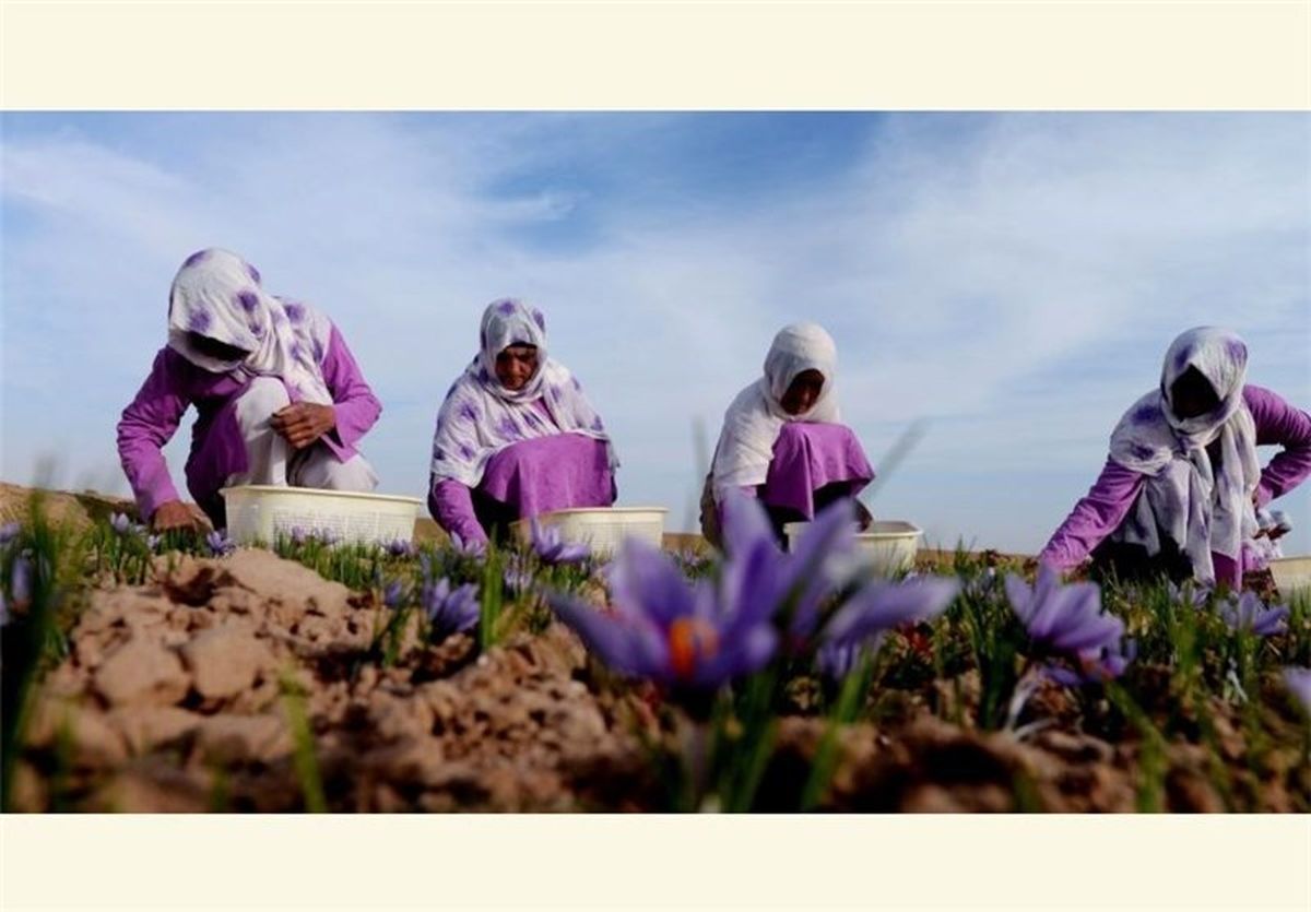 «طلای سرخ» در افغانستان محصول استراتژیک می‌شود +عکس