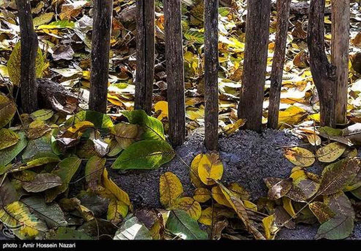 تصاویر: خزان زیبای قزوین