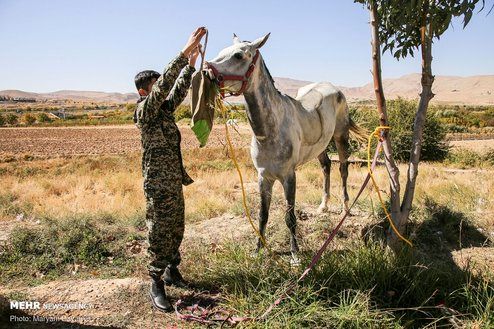 تصاویر: کاروان سوارکاران در راه مشهد الرضا(ع)