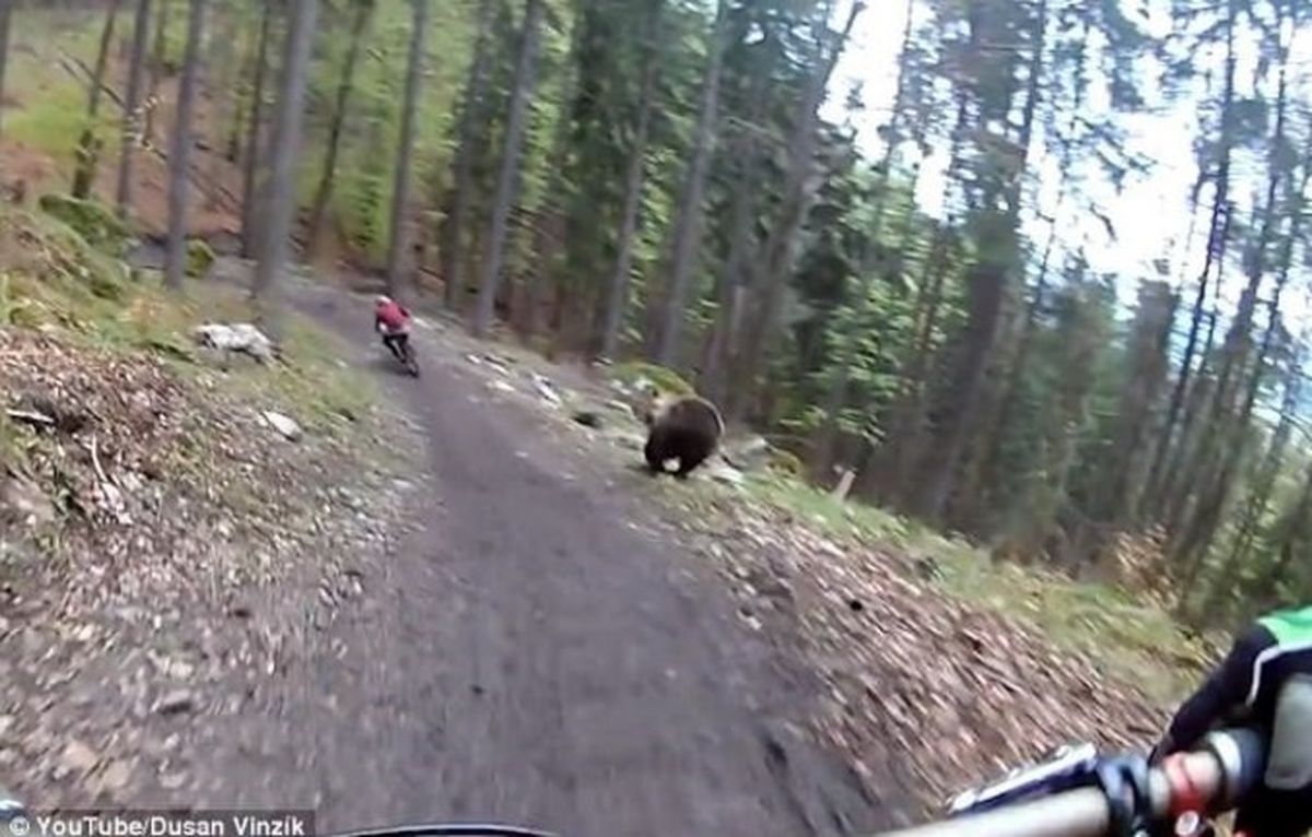 پیست دوچرخه سواری که از قلمرو خرس‌ها رد شد! +تصاویر