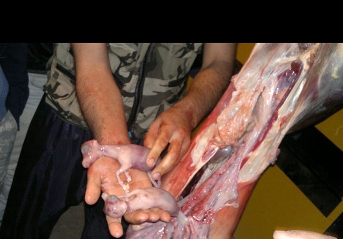 شکار بی‌رحمانه بز وحشی آبستن/عکس