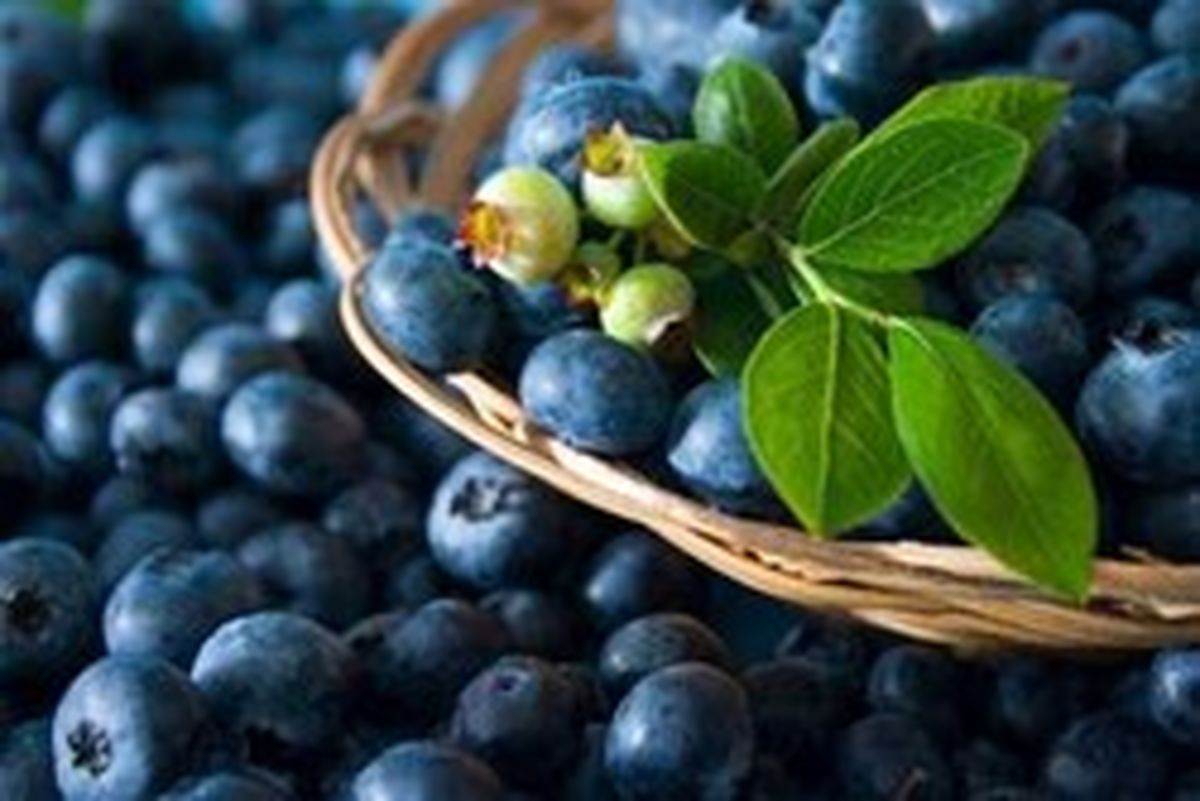 خواص بینظیر بلوبری که از آن بی خبر هستید