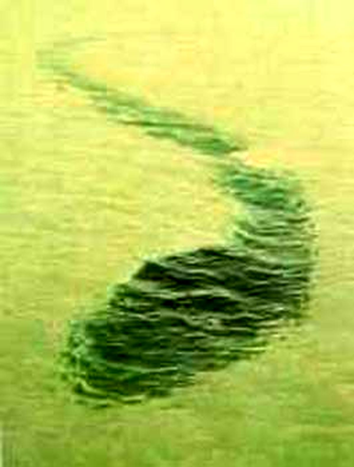 مار دریایی غول پیکر/تصاویر