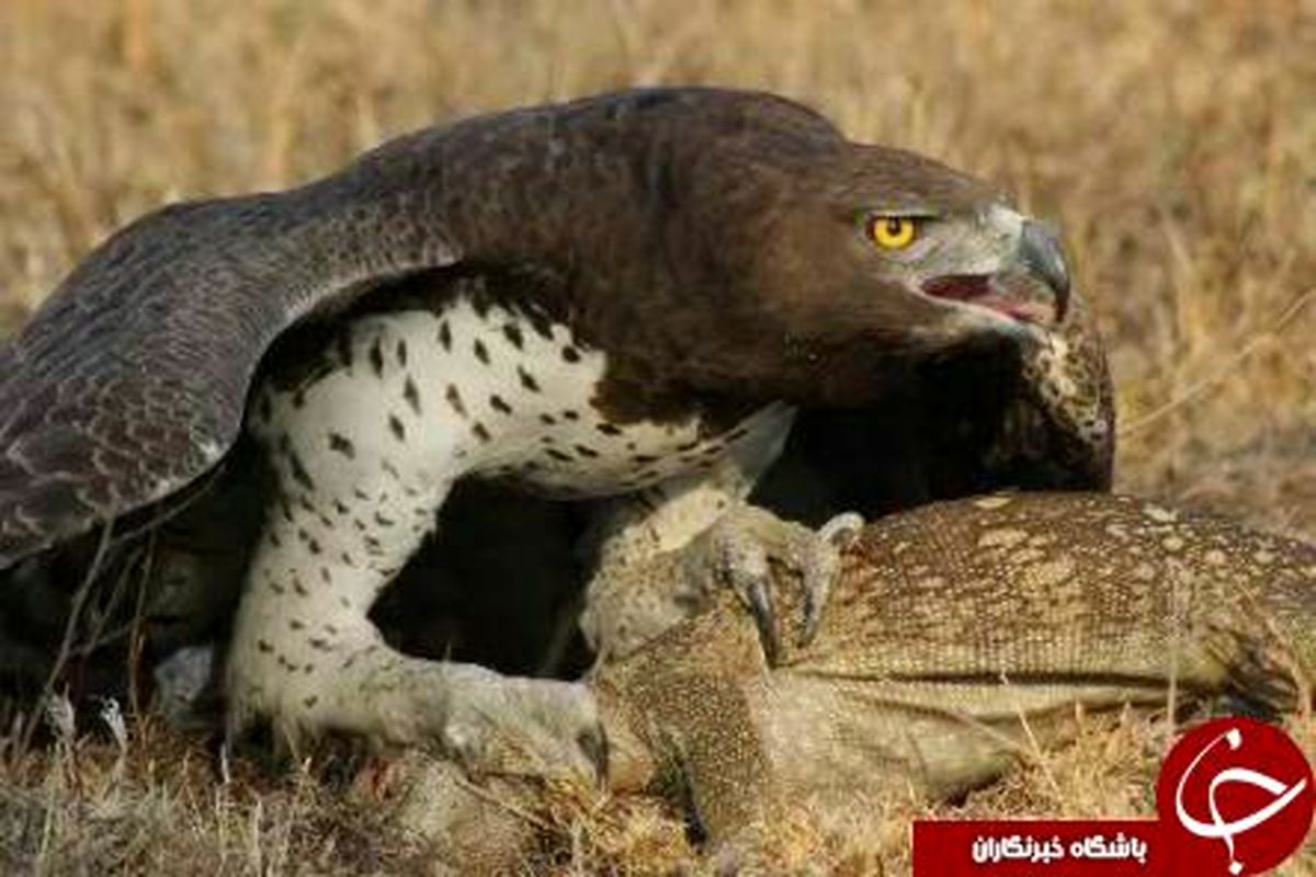 عقابی که به تصویربردار هم رحم نمی کند+تصاویر