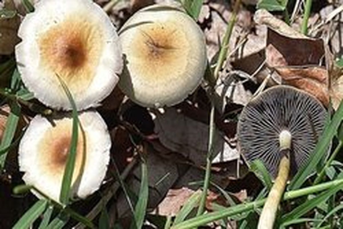 قارچ سمی ۱۴ نفر را در اراک راهی بیمارستان کرد