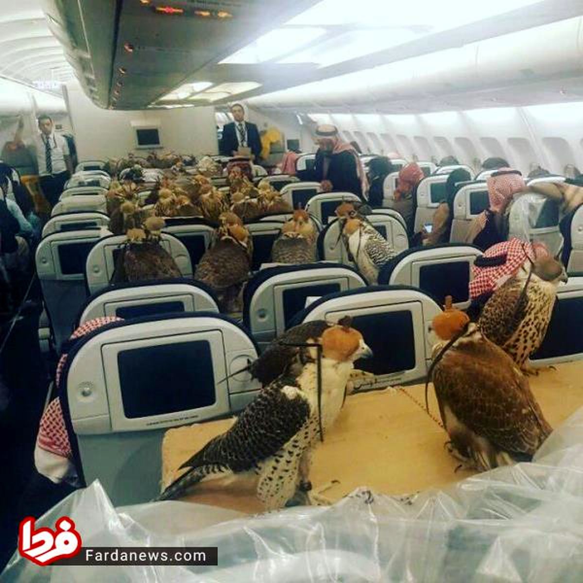 شاهزاده سعودی برای ۸۰ شاهین بلیط هواپیما خرید! +عکس