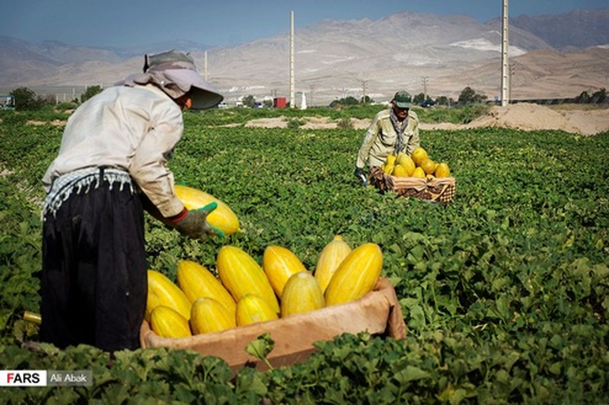 تصاویر: برداشت خربزه در سرخه