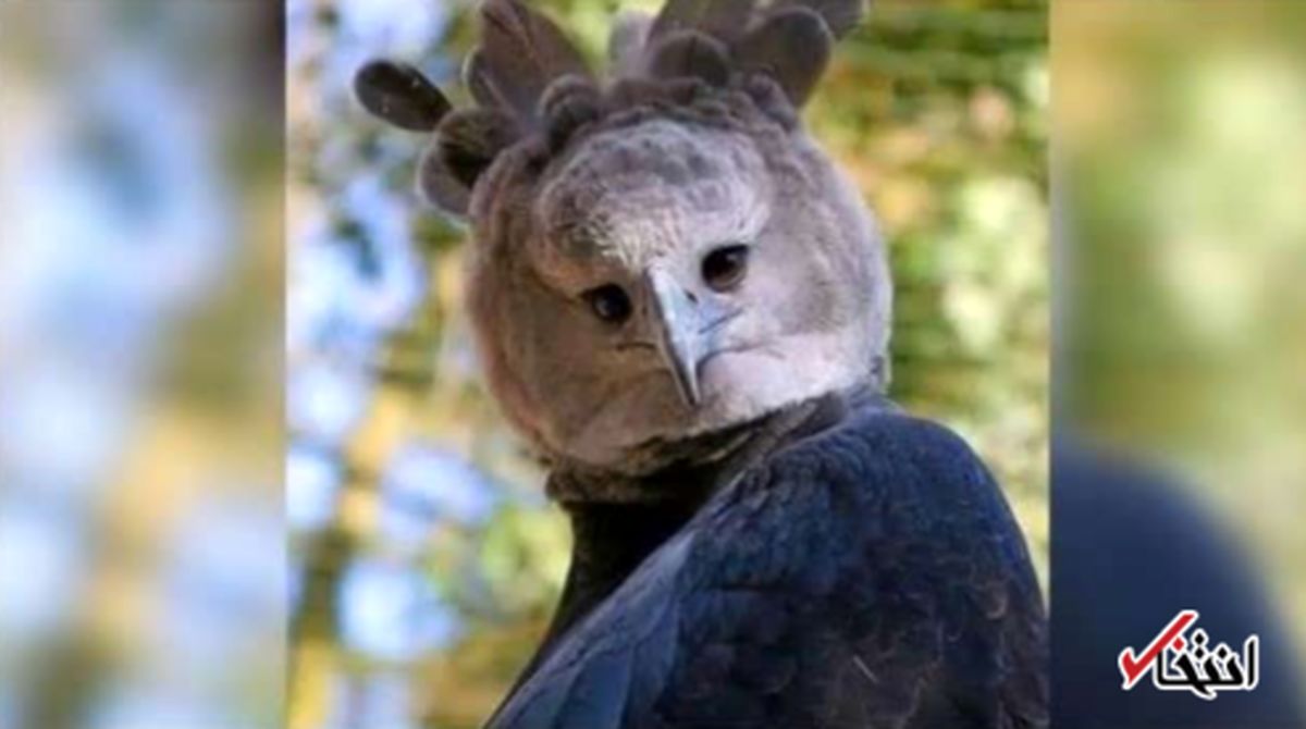 تصویر یک جغد عجیب در اینترنت مشهور شد +عکس