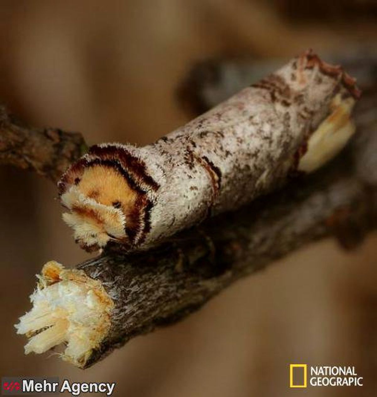 عکس: استتار فوق العاده یک حشره