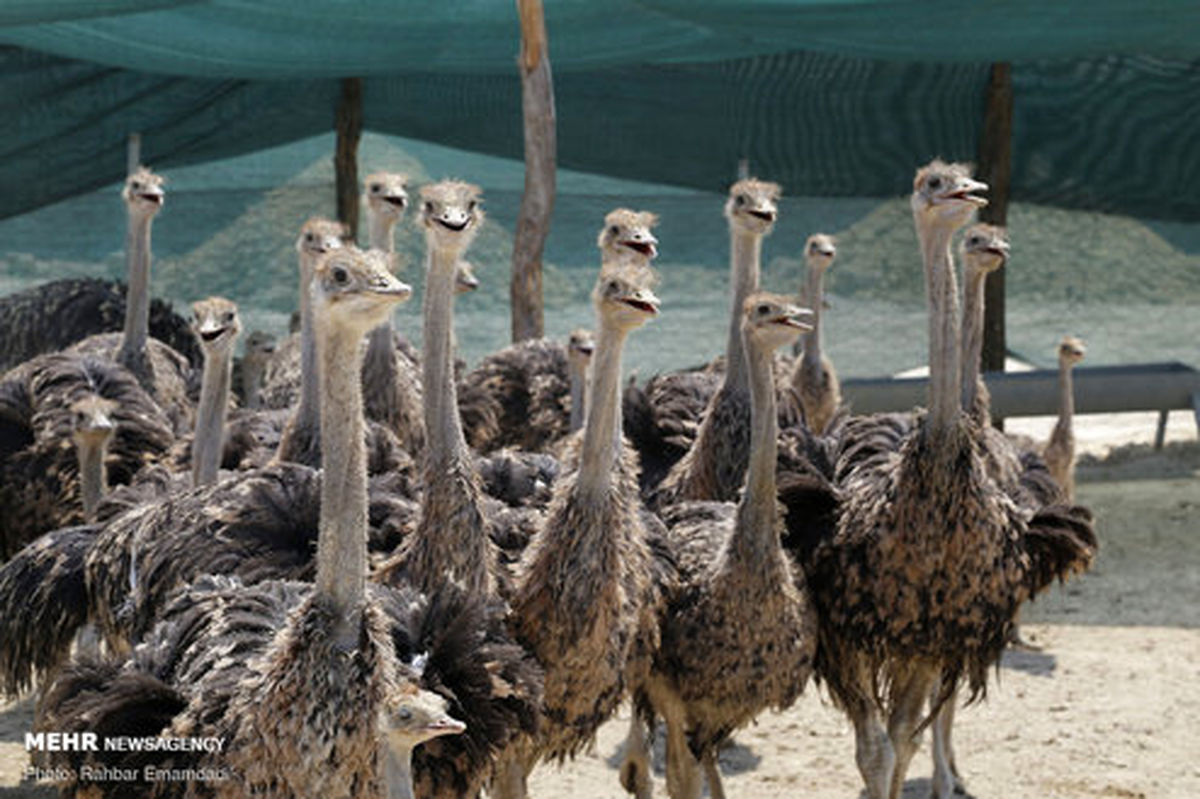 تصاویر: مزرعه پرورش شترمرغ