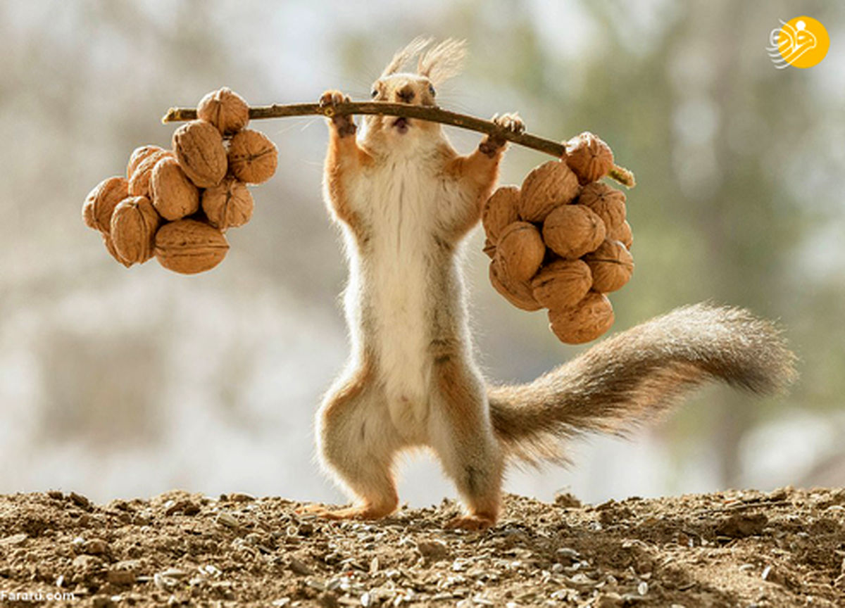 تصاویری بامزه از سنجاب وزنه بردار!