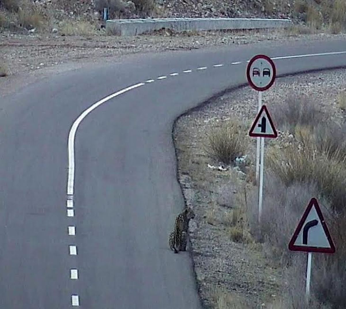 ثبت لحظات استثنایی از پلنگ ایرانی/تصاویر