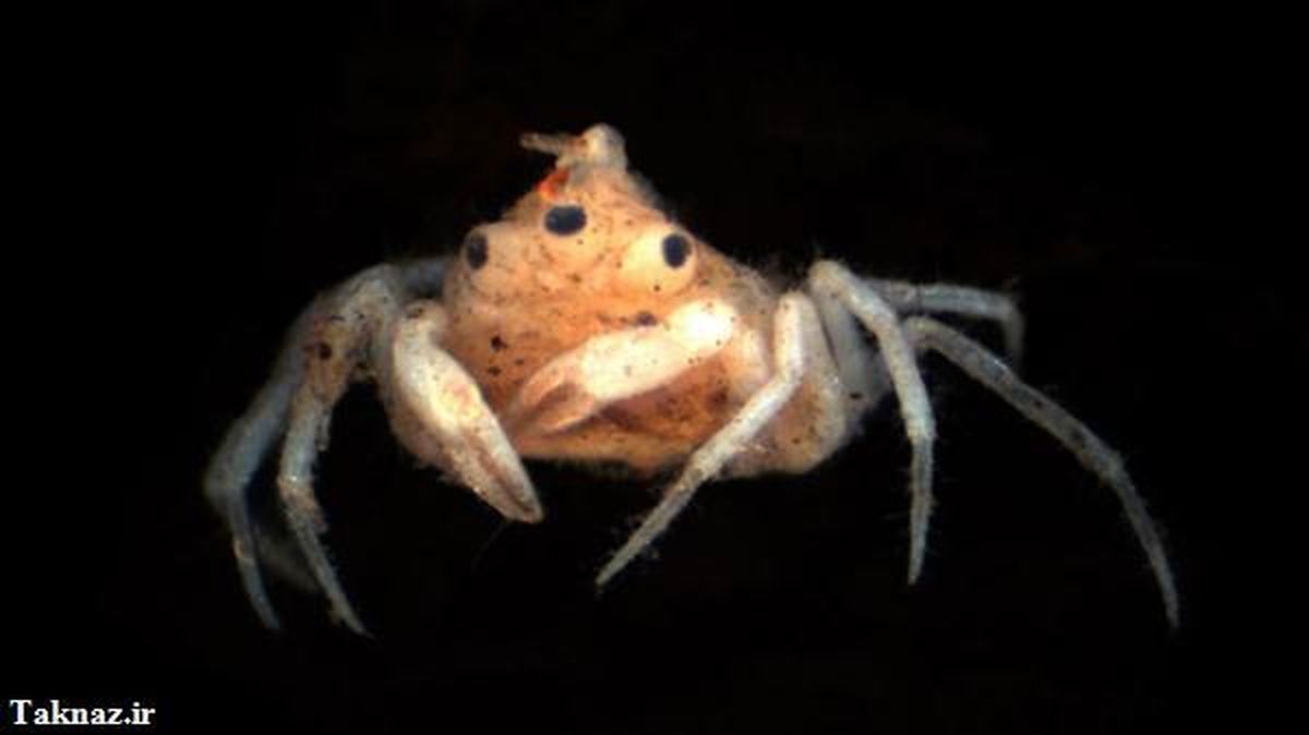 کشف عجیب خرچنگ سه چشم/عکس