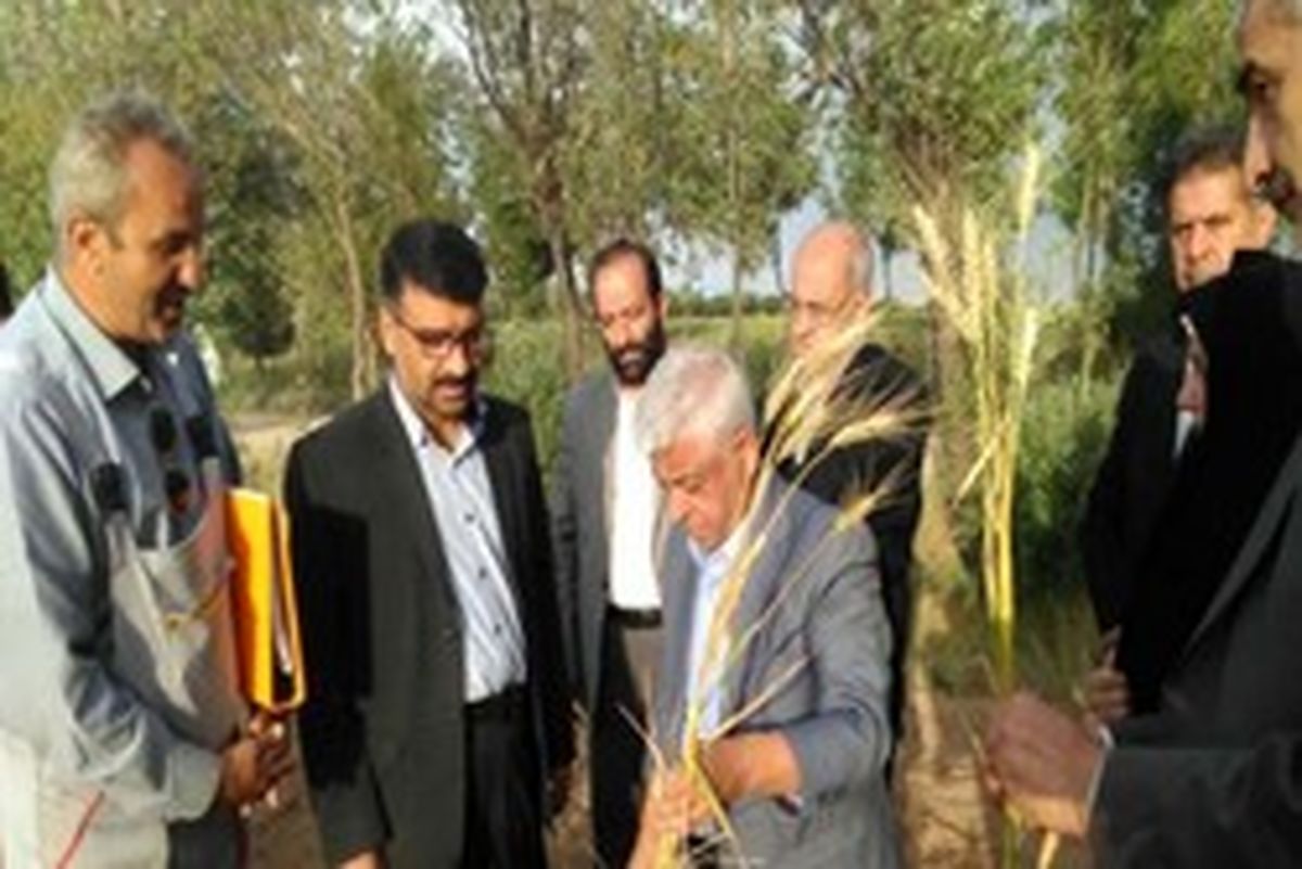 طرح ملی الگوی کشت از ۲ ماه دیگر اجرا می‌شود