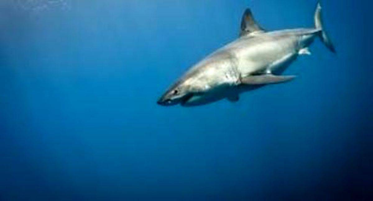 شکار بی‌رحمانه کوسه در ایران +فیلم