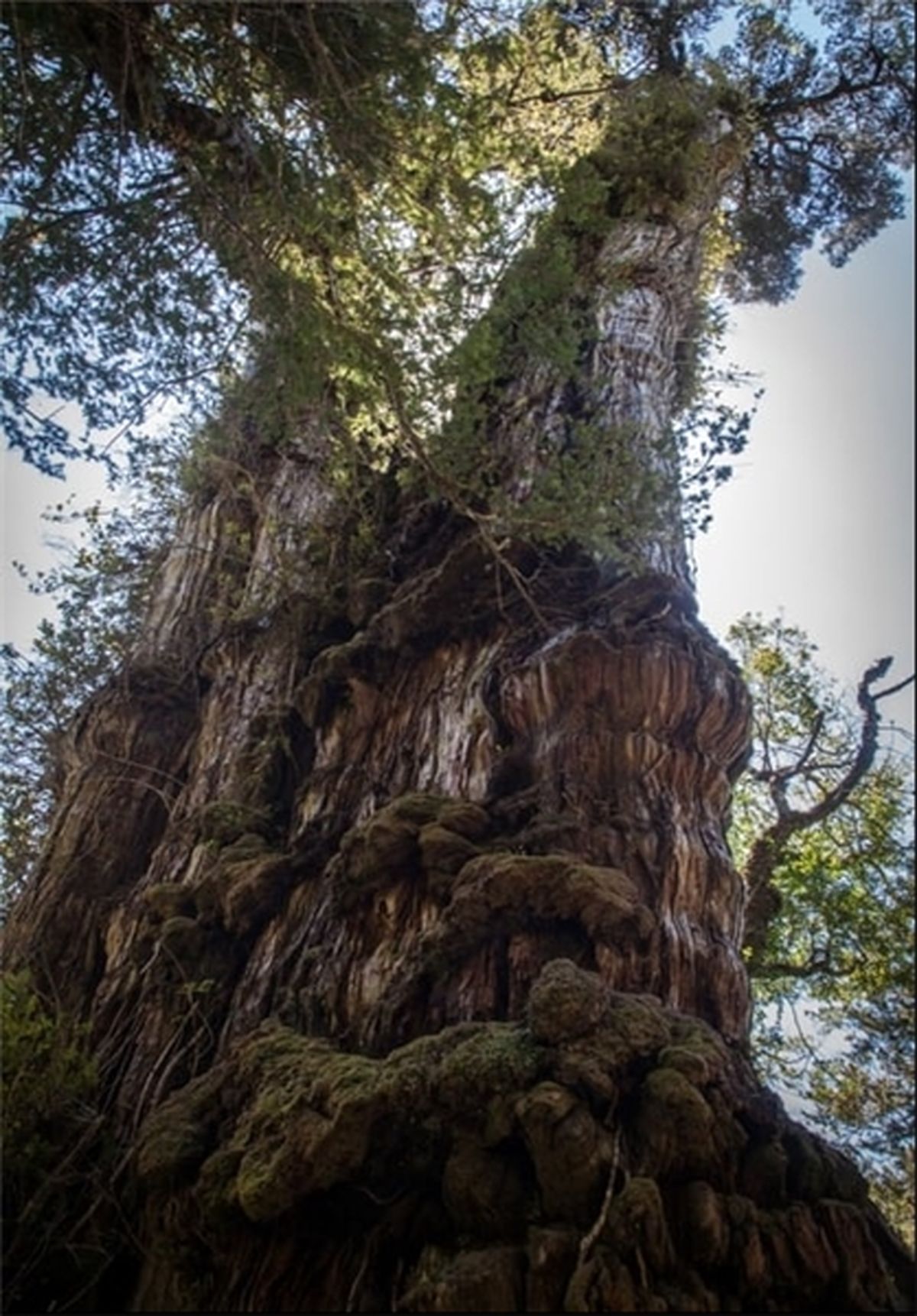 تصویری از درخت ۳۵۰۰ ساله!