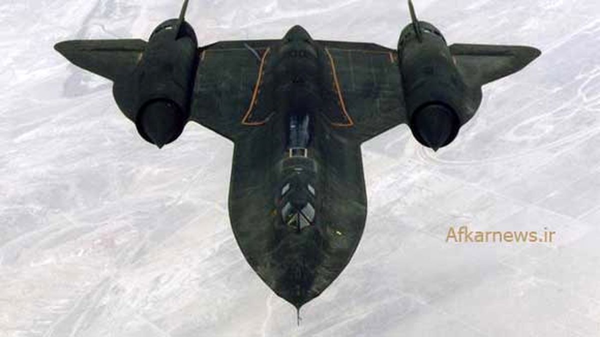 سریع ترین پرنده جهان/عکس