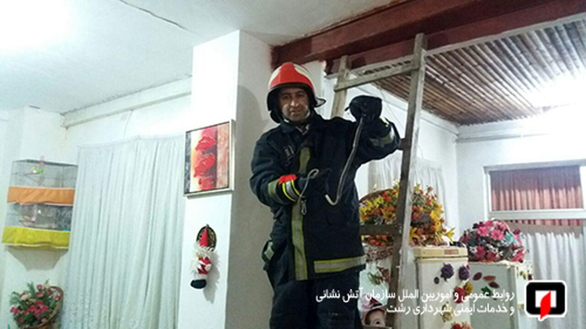 خارج کردن دو حلقه مار از منزل مسکونی +عکس