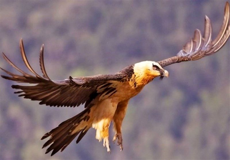 پرواز پرنده افسانه‌ای هما ‌در ‌‌سوادکوه 