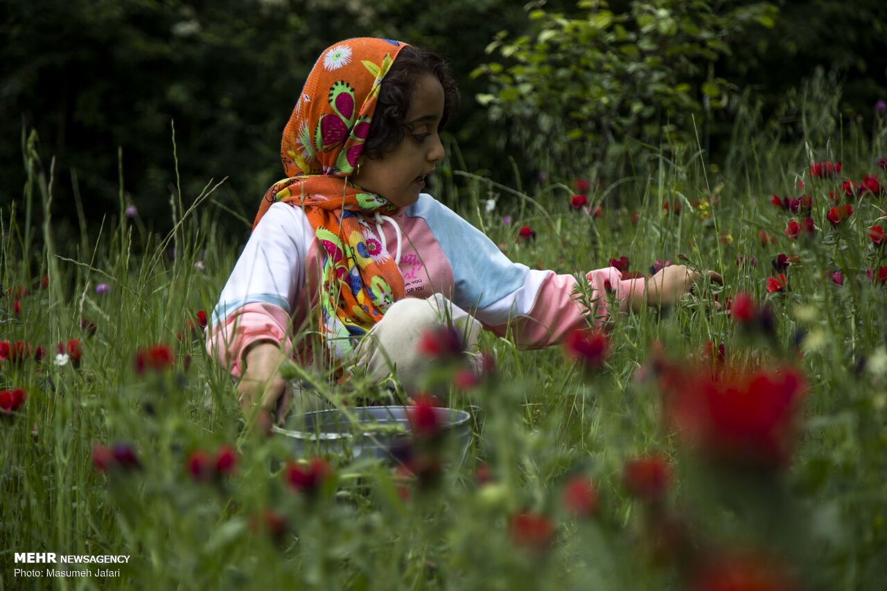 تصاویر: برداشت گل گاو زبان در مازندران