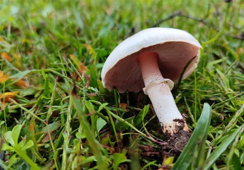 یک فوتی و ۸۴ مسموم بر اثر مصرف قارچ‌های سمی
