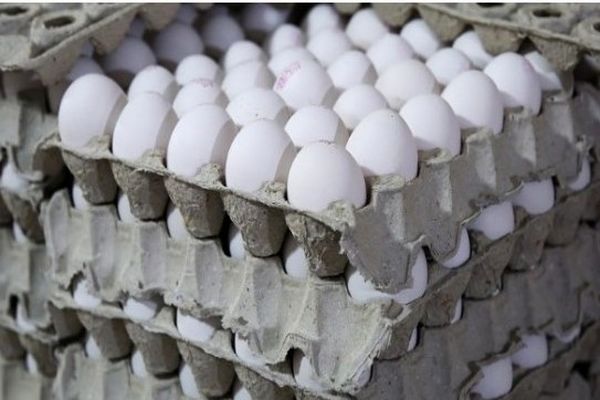 افزایش ناگهانی قیمت تخم‌مرغ | شانه تخم‌مرغ به قیمت طلا رسید؟