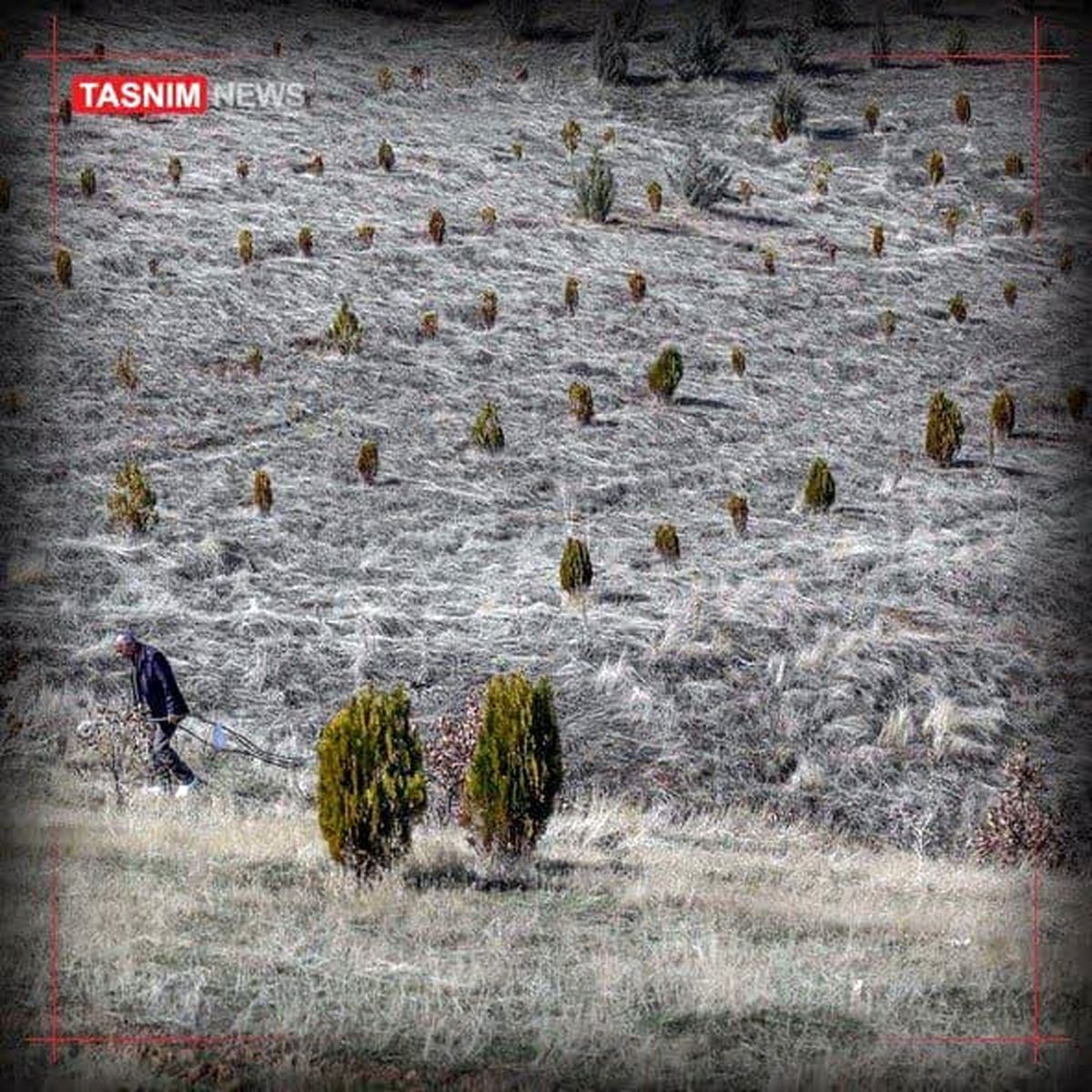 رکورد جهانی کاشت همزمان ۱۰۰ هزار درخت در ایران