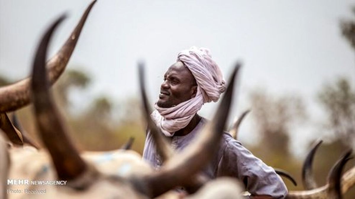 تصاویر: چوپانان قبیله فولانی