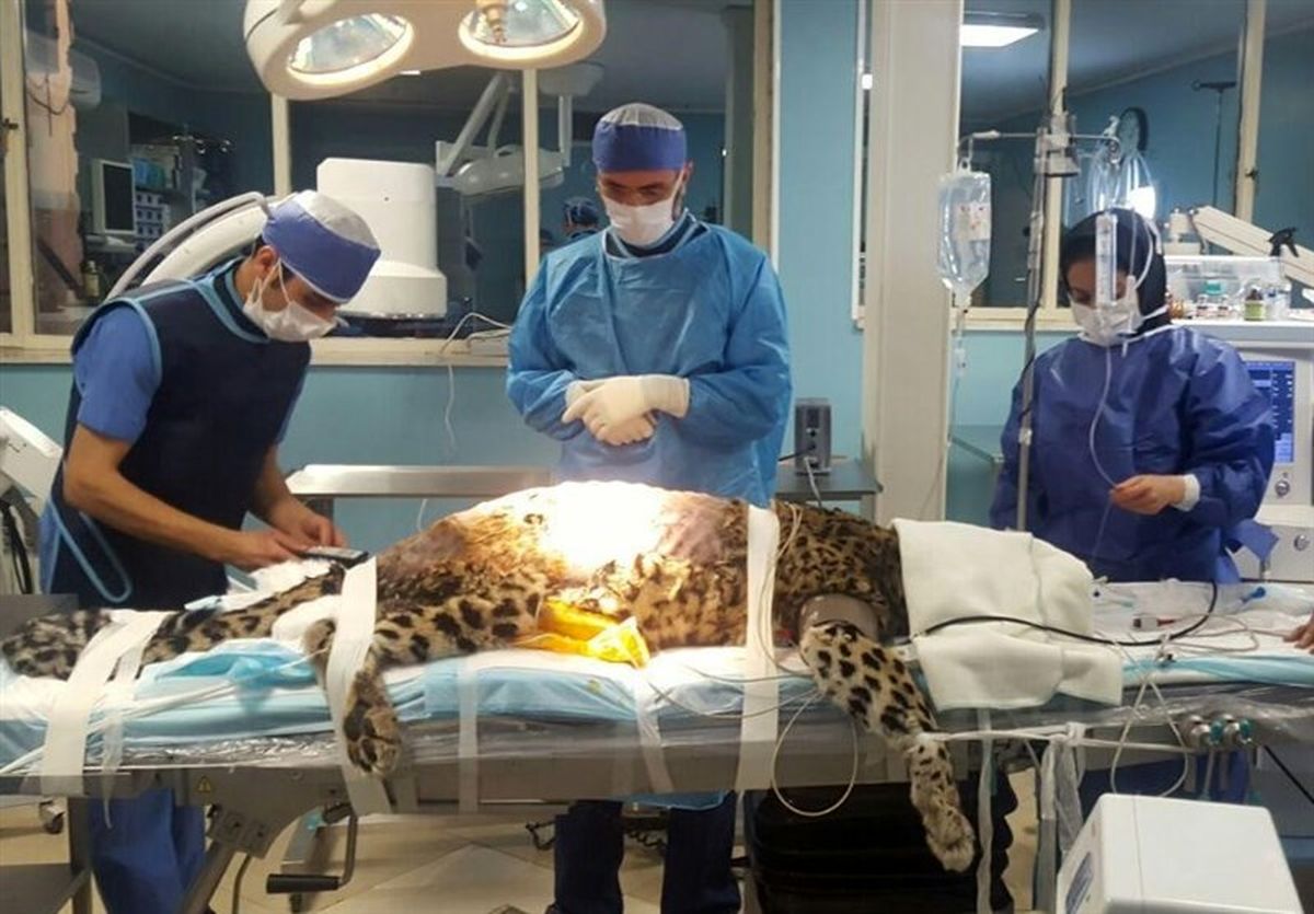 زنده ماندنِ «آرزو» برایشان گران تمام شد! +تصاویر