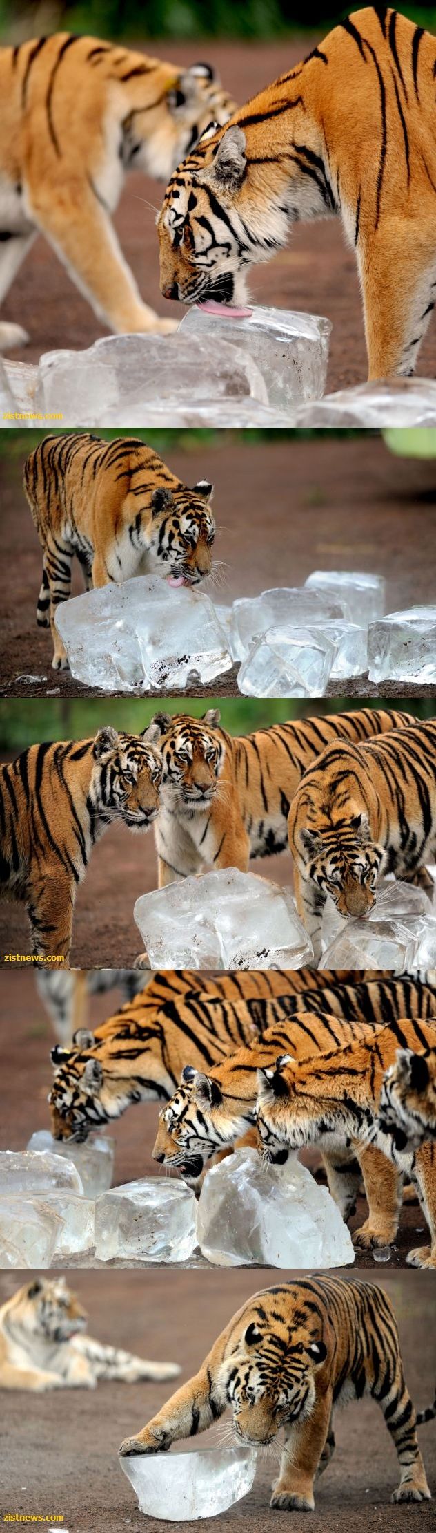 تفریح تابستانی ببرها!/تصاویر