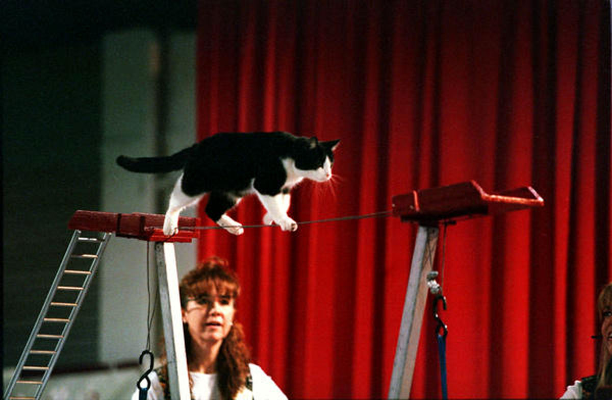 عکس: شیرین‌کاریهای گربه