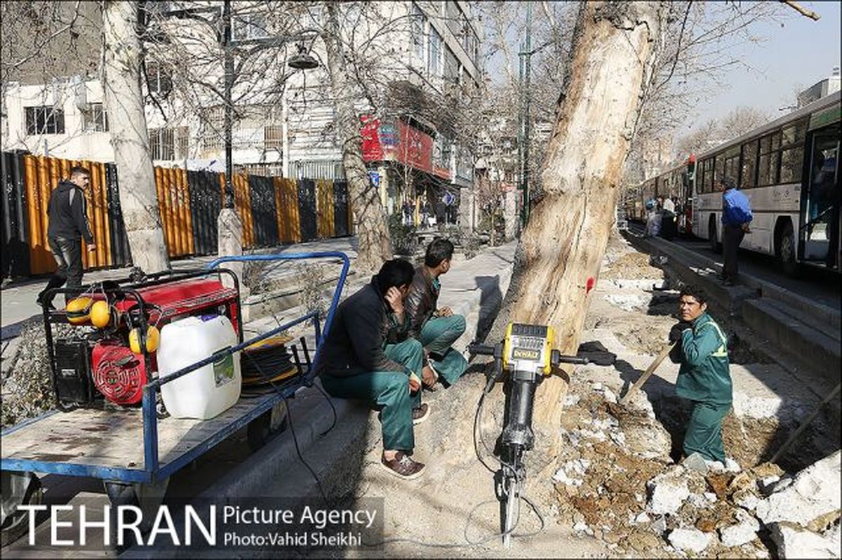 تصاویر/کاشت 2000 درخت چنار درتهران