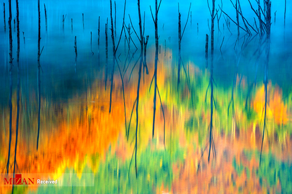 تصاویر منتخب طبیعت ۲۰۱۹