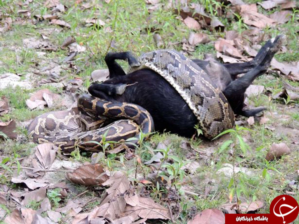 عاقبت ماری که لقمه بزرگ‌تر از دهانش برداشت +عکس