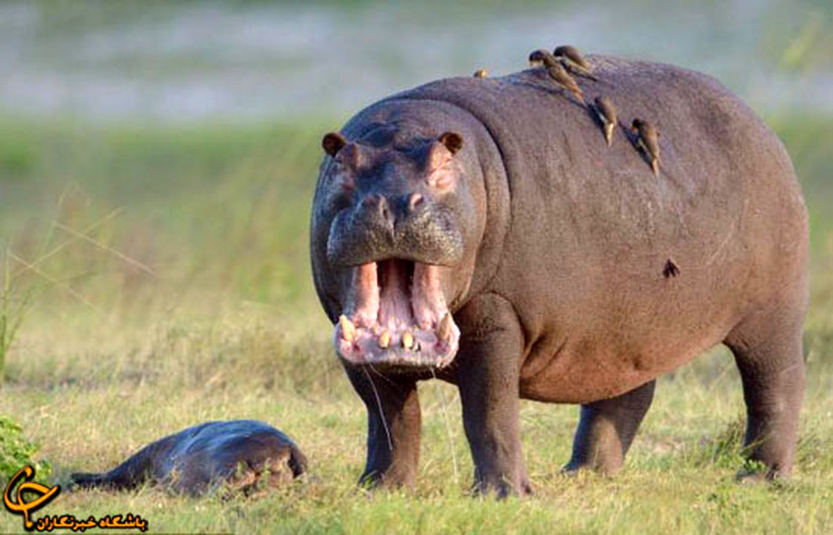 فریاد اسب‌آبی در غم مرگ فرزندش/تصاویر