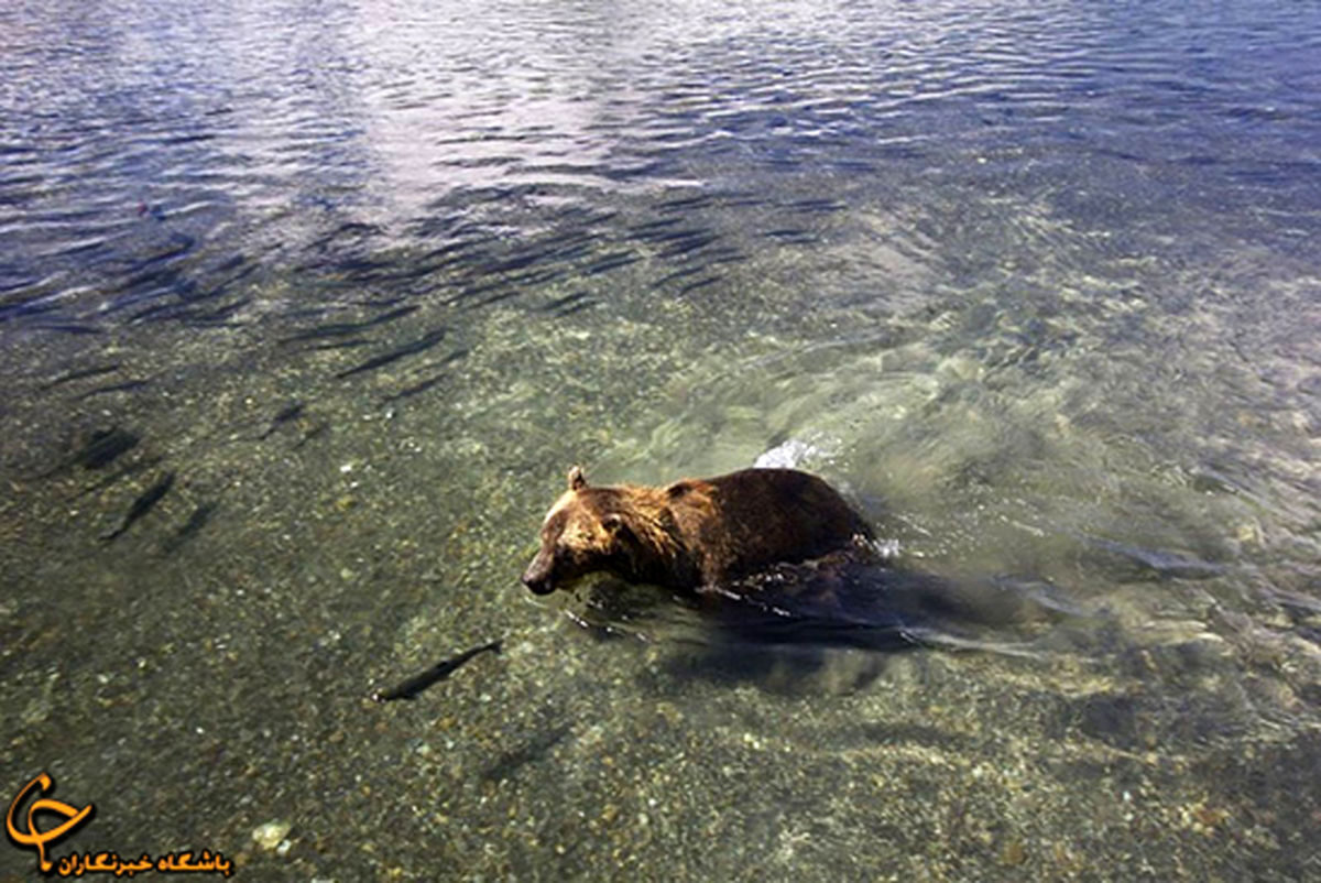 لجظه شکار خرس در رودخانه/تصاویر