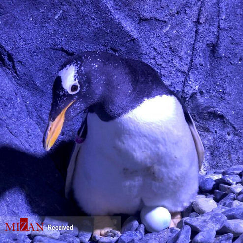 تصاویر: تازه وارد در ترکیه