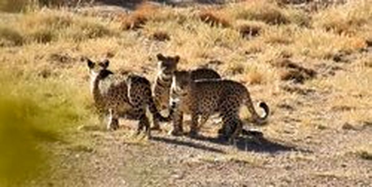 چند میلیون تومان برای خسارت تلفات ۵ قلاده پلنگ پرداخت شد؟