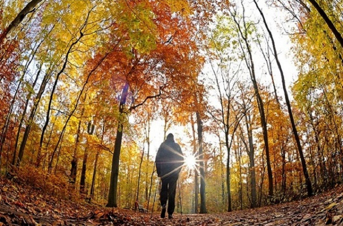 صبح زیبای پاییز در آلمان/عکس