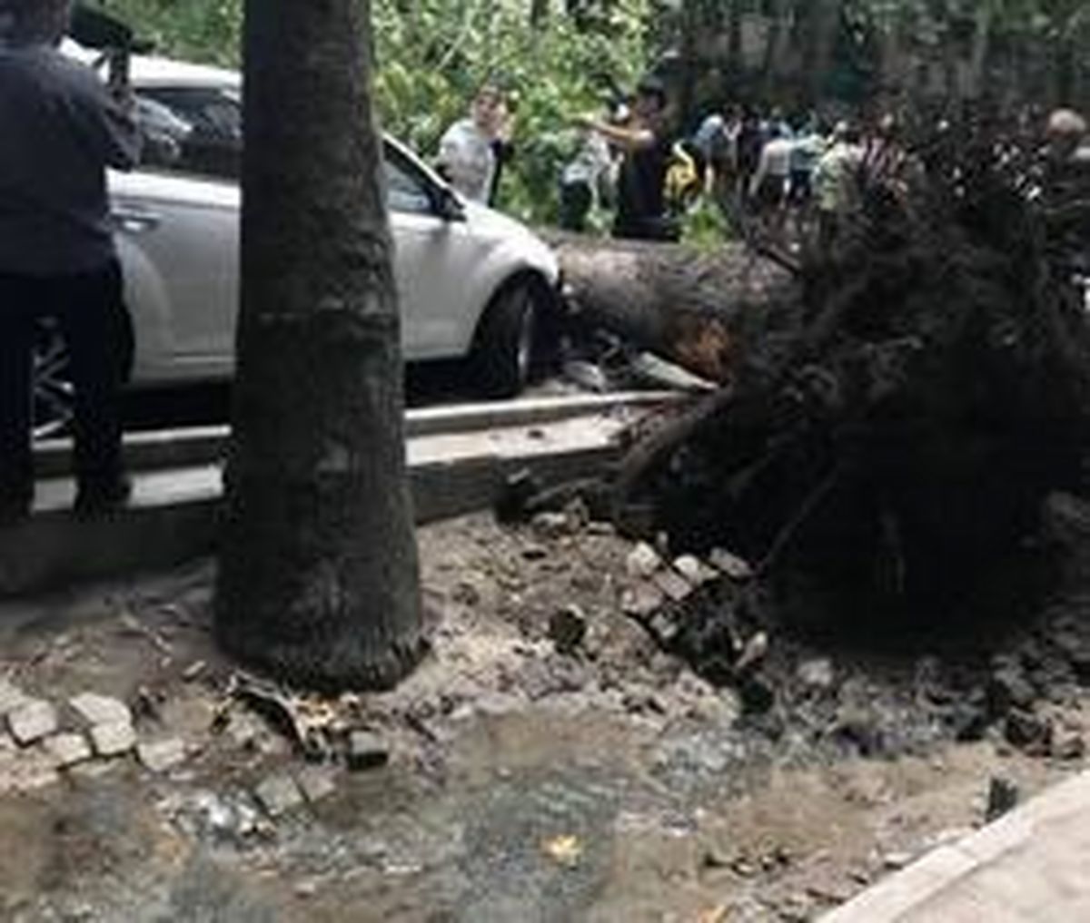 خسارت باد شدید در تهران! +عکس