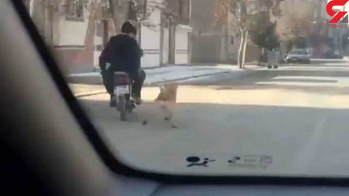 حیوان آزاری وحشتناک در آذربایجان شرقی +عکس