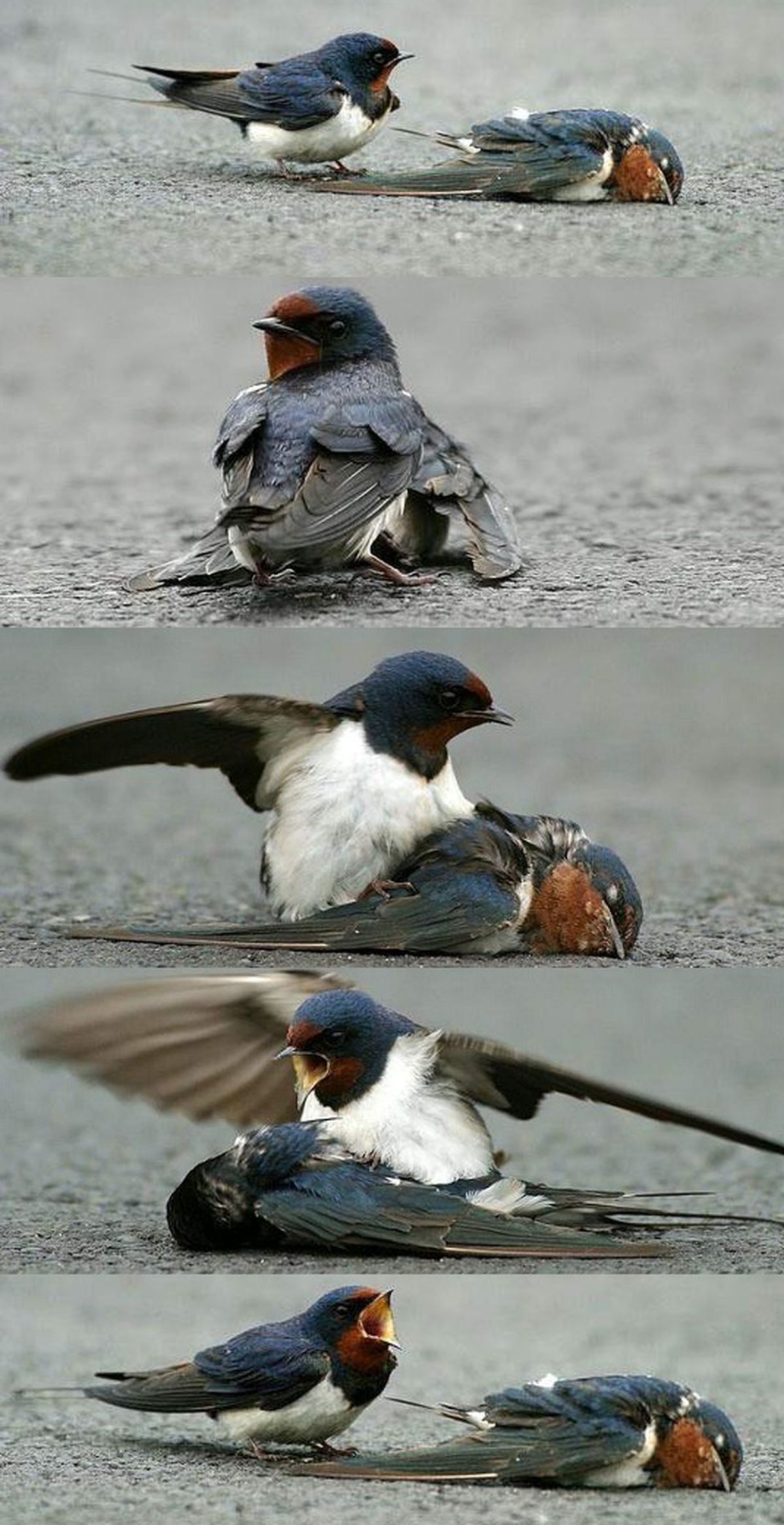 وفاداری تا لحظه مرگ/عکس