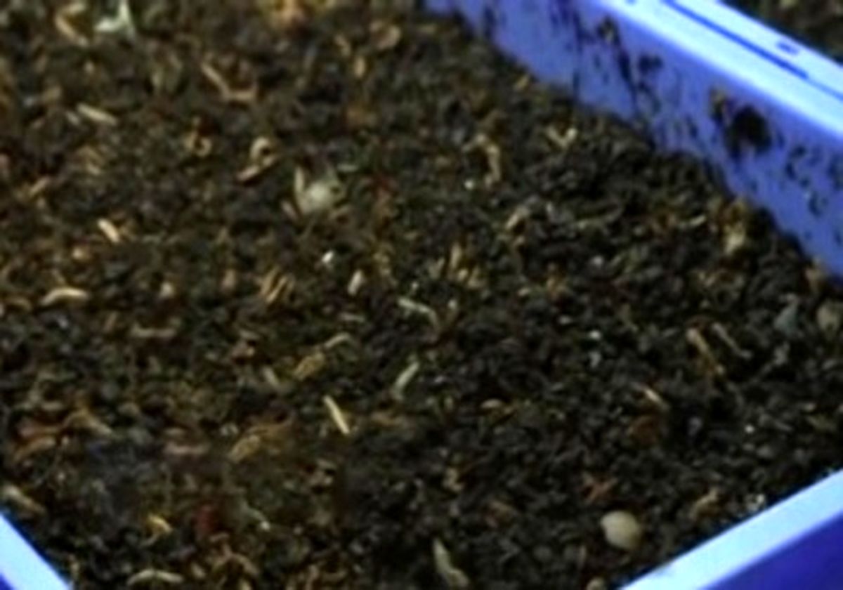 حشره خوری در استرالیا! +فیلم