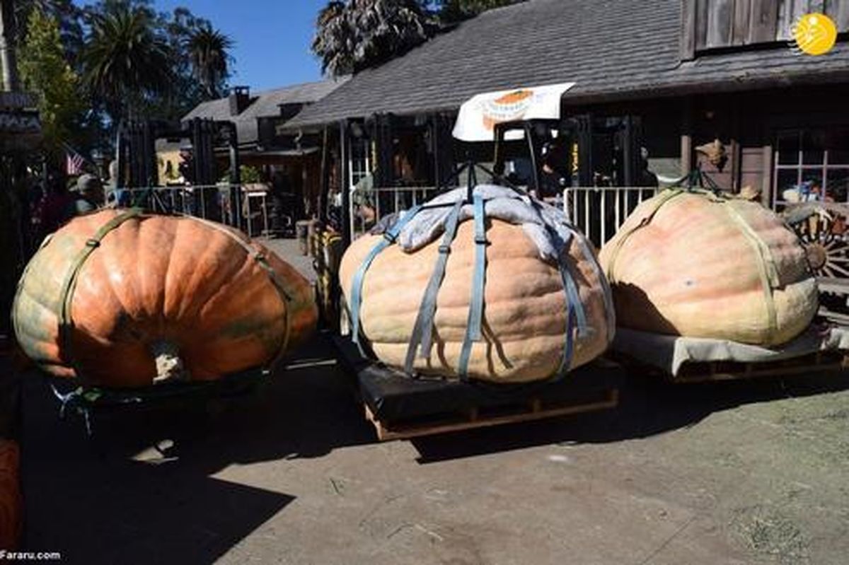 حمل کدو تنبل‌های غول پیکر با وانت +تصاویر