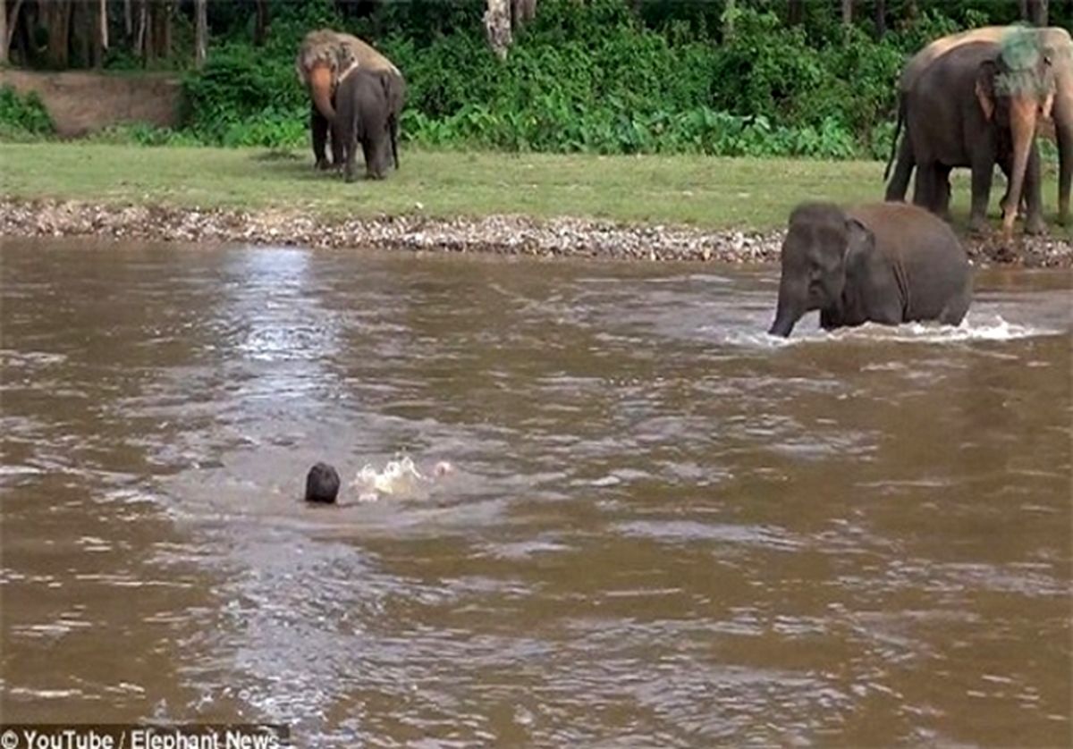 نجات معجزه آسای مربی حیوانات توسط فیل! +تصاویر